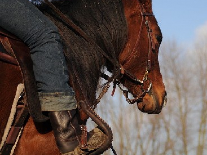 L'équitation western : une discipline originale L'équitation western : une discipline originale