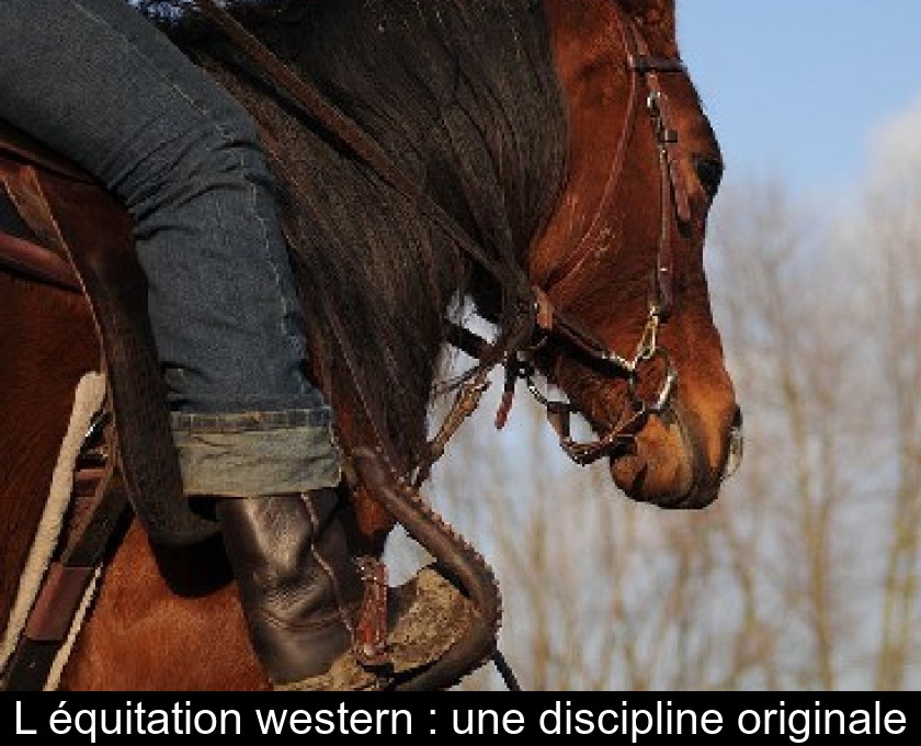L'équitation western : une discipline originale L'équitation western : une discipline originale
