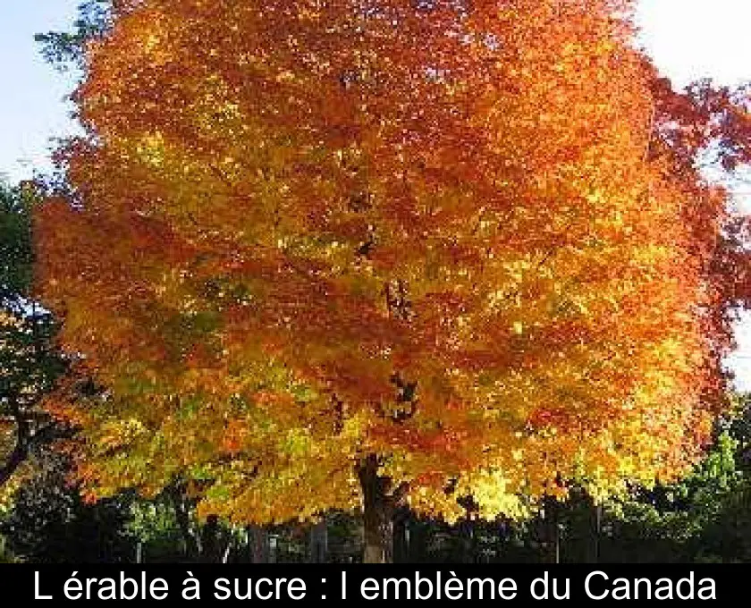 L'érable à sucre : l'emblème du Canada