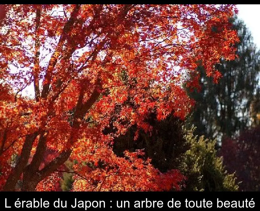 L'érable du Japon : un arbre de toute beauté