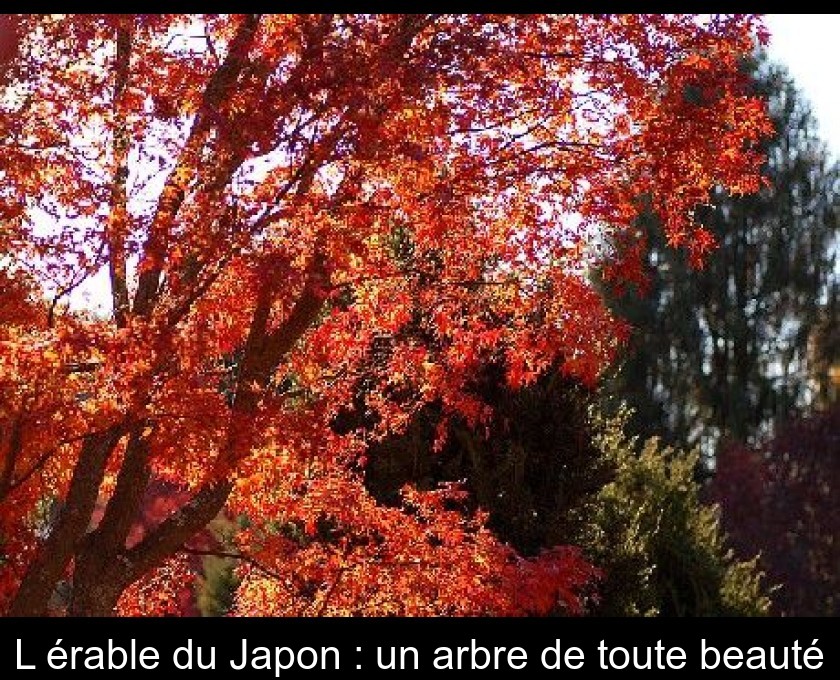L'érable du Japon : un arbre de toute beauté L'érable du Japon : un arbre de toute beauté