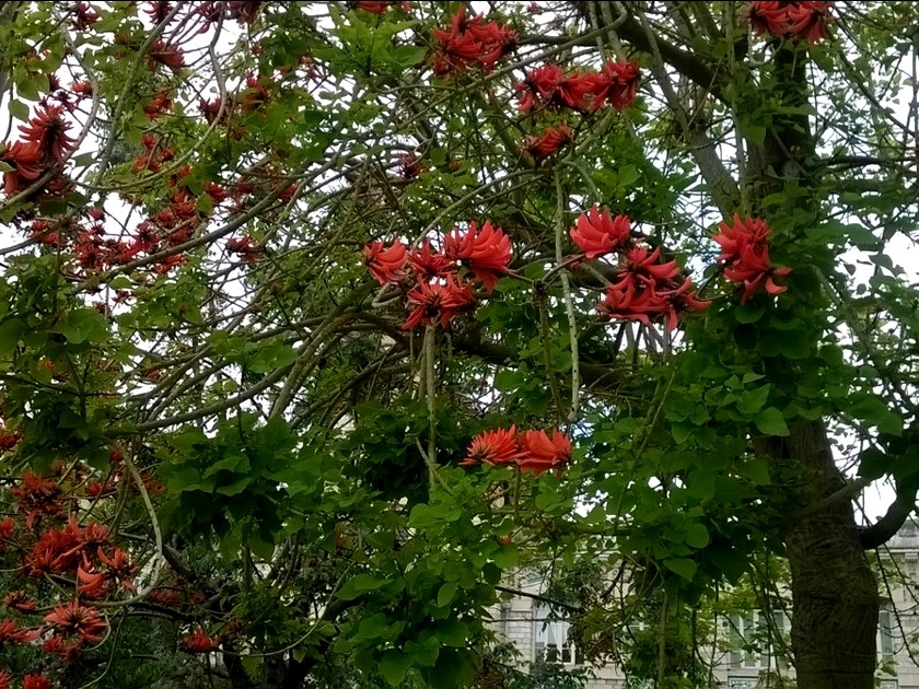 L'Érythrine caffre : 5 choses à savoir sur cet arbre spectaculaire L'Érythrine caffre : 5 choses à savoir sur cet arbre spectaculaire