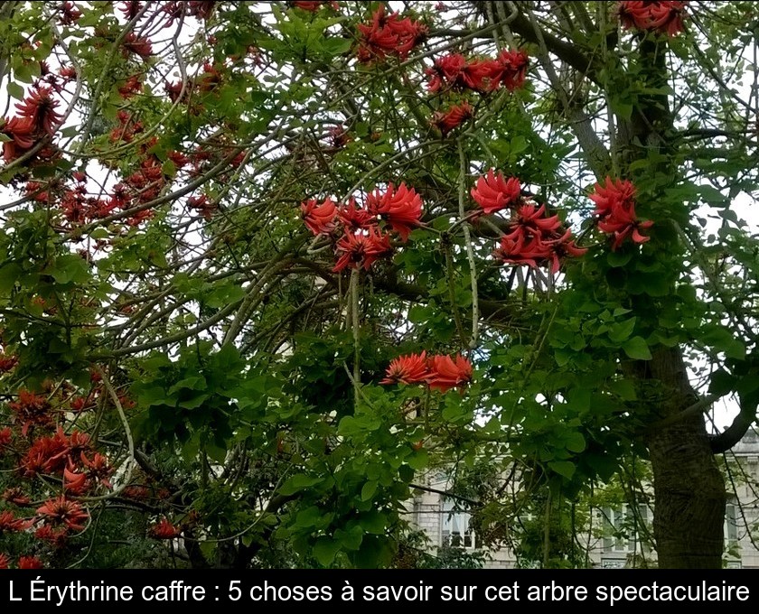 L'Érythrine caffre : 5 choses à savoir sur cet arbre spectaculaire