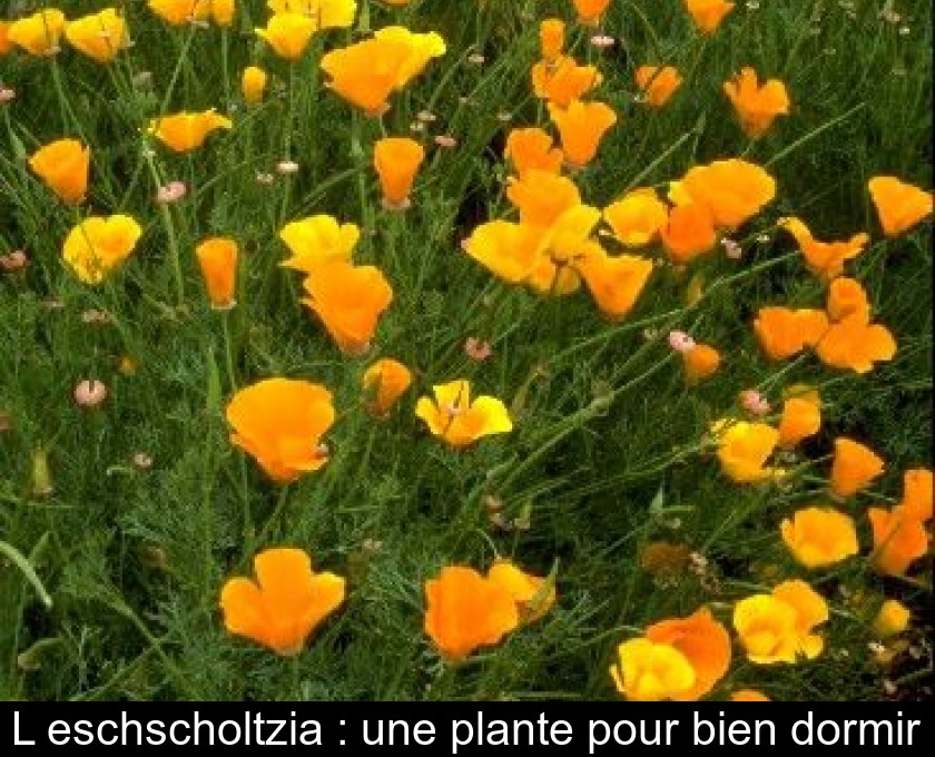 L'eschscholtzia : une plante pour bien dormir