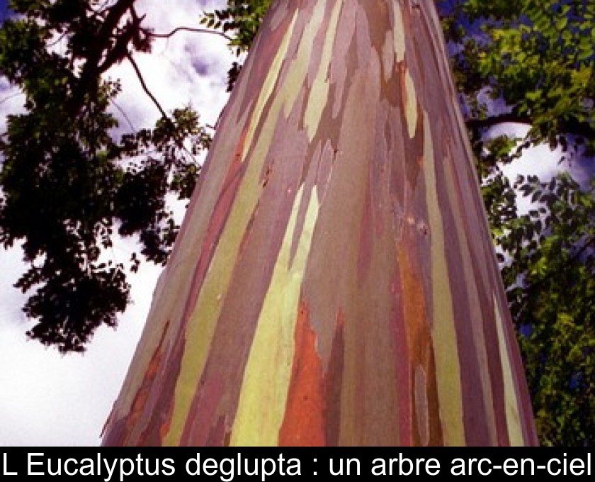 L'Eucalyptus deglupta : un arbre arc-en-ciel