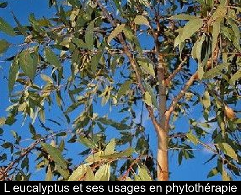 L'eucalyptus et ses usages en phytothérapie L'eucalyptus et ses usages en phytothérapie