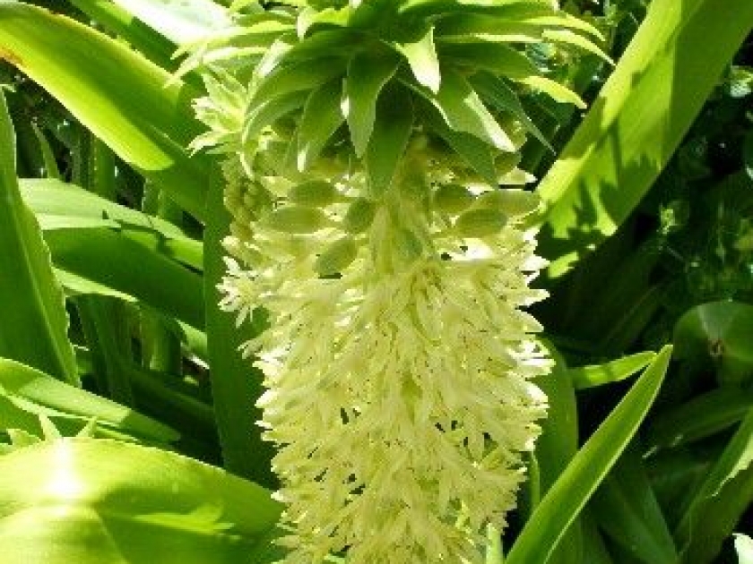 L'eucomis ou fleur ananas : une plante originale L'eucomis ou fleur ananas : une plante originale