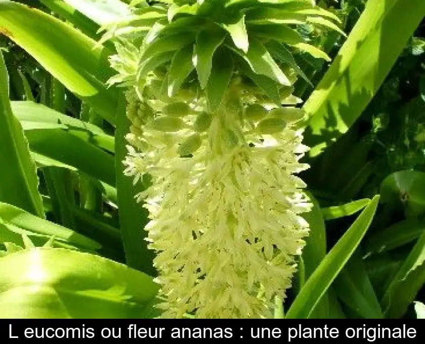 L'eucomis ou fleur ananas : une plante originale