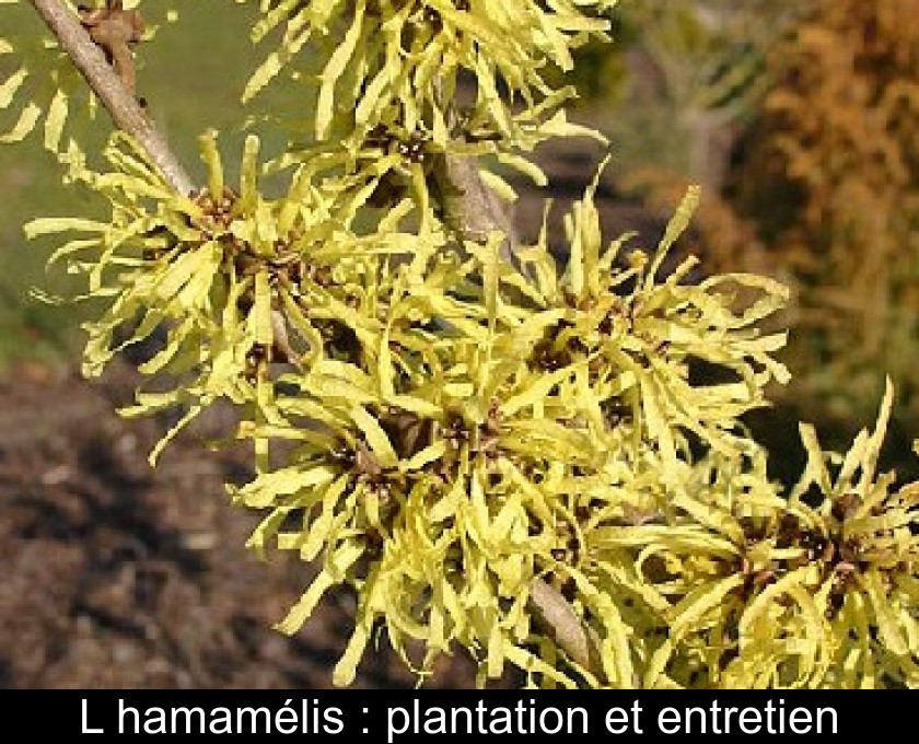 L'hamamélis : plantation et entretien L'hamamélis : plantation et entretien