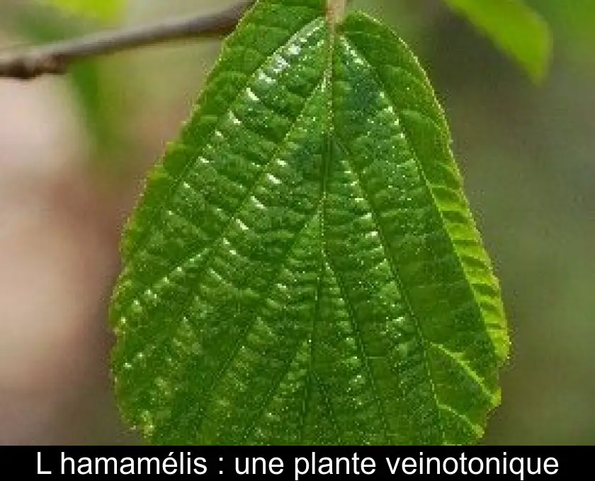 L'hamamélis : une plante veinotonique