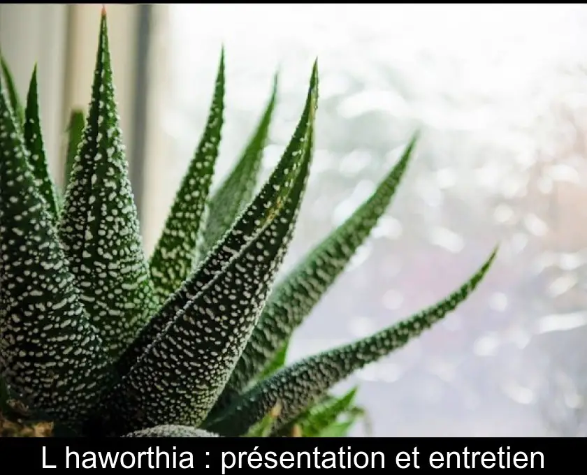 L'haworthia : présentation et entretien