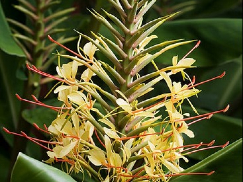 L'Hedychium gardnerianum ou longose : une très belle plante tropicale L'Hedychium gardnerianum ou longose : une très belle plante tropicale