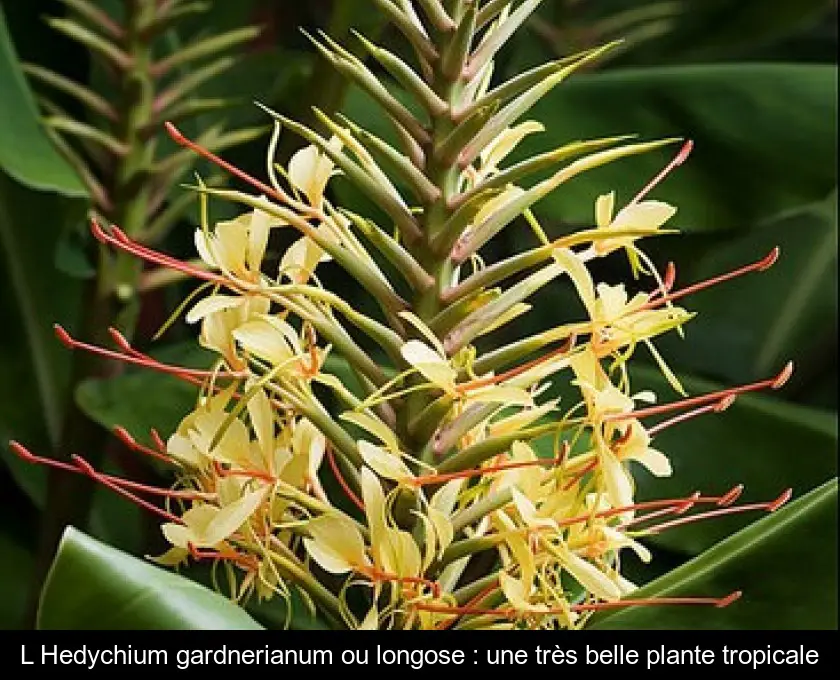 L'Hedychium gardnerianum ou longose : une très belle plante tropicale