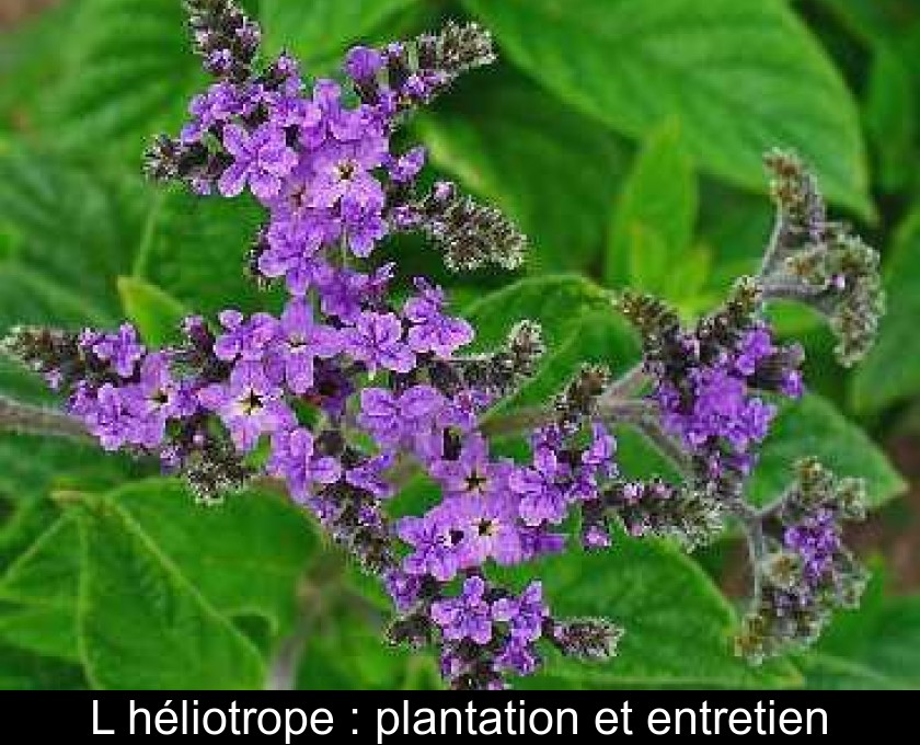 L'héliotrope : plantation et entretien