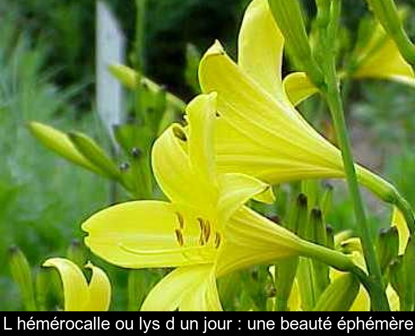 L'hémérocalle ou lys d'un jour : une beauté éphémère L'hémérocalle ou lys d'un jour : une beauté éphémère