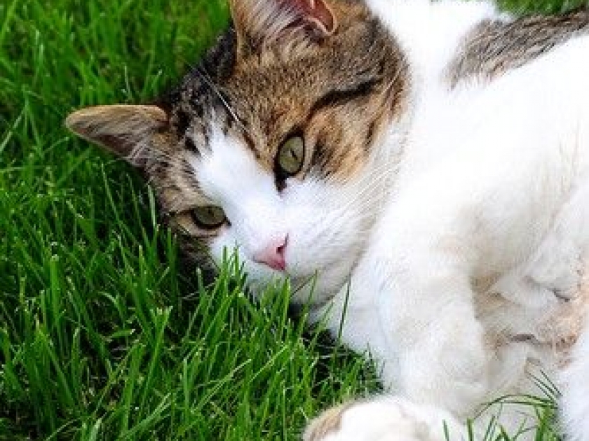 L'herbe à chat : présentation et bienfaits L'herbe à chat : présentation et bienfaits