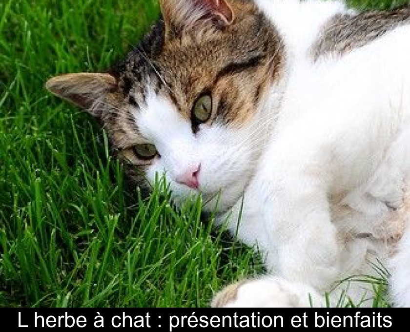 L'herbe à chat : présentation et bienfaits L'herbe à chat : présentation et bienfaits