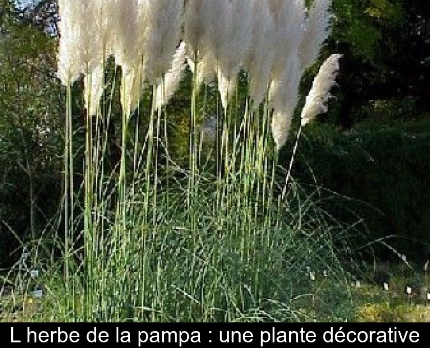 L'herbe de la pampa : une plante décorative L'herbe de la pampa : une plante décorative