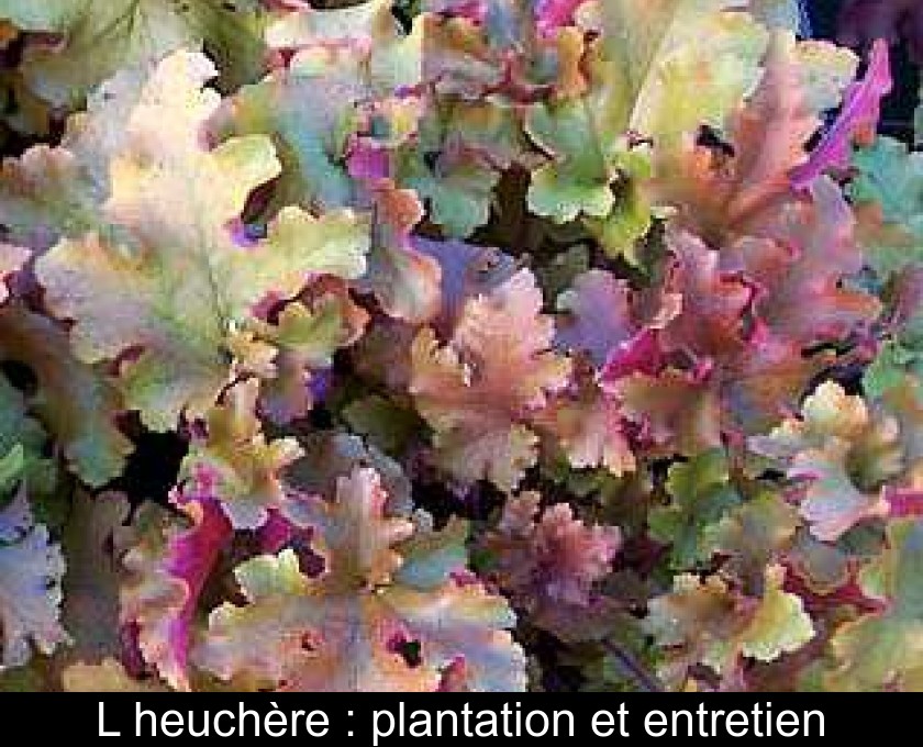 L'heuchère : plantation et entretien