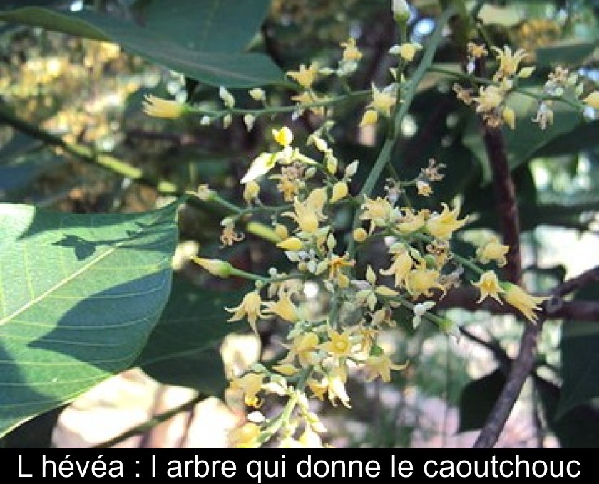 L'hévéa : l'arbre qui donne le caoutchouc