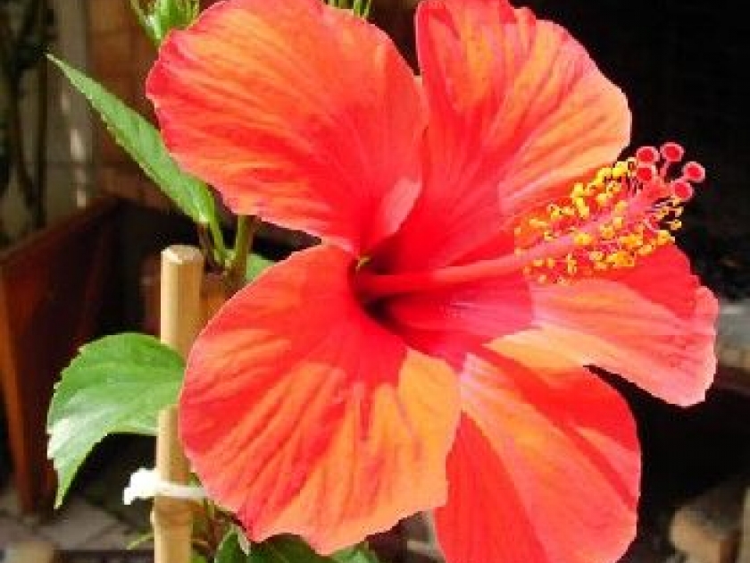 L'hibiscus, une belle floraison estivale L'hibiscus, une belle floraison estivale