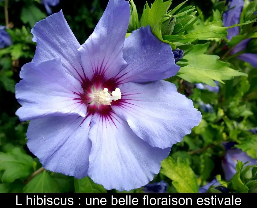 L'hibiscus, une belle floraison estivale