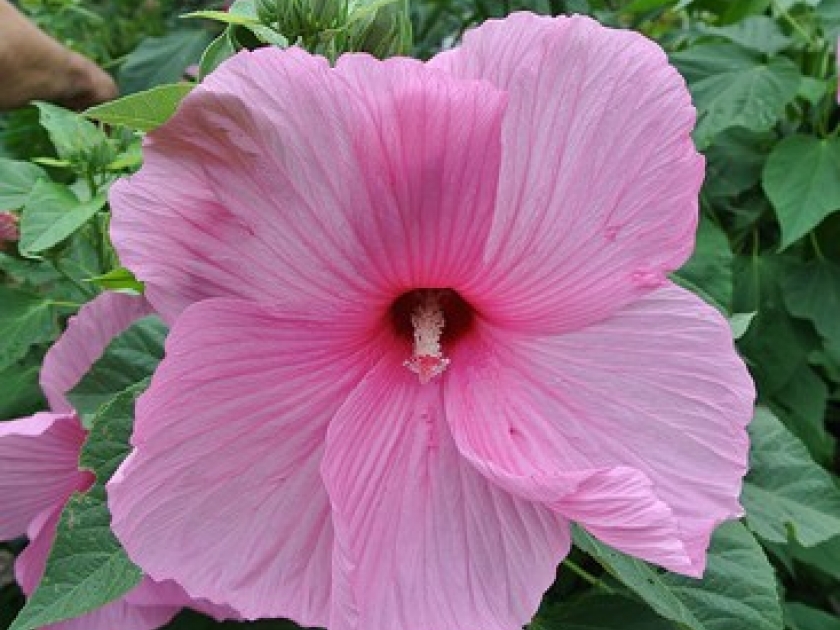 comment planter un hibiscus xxl