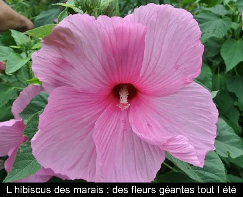 L'hibiscus des marais : des fleurs géantes tout l'été
