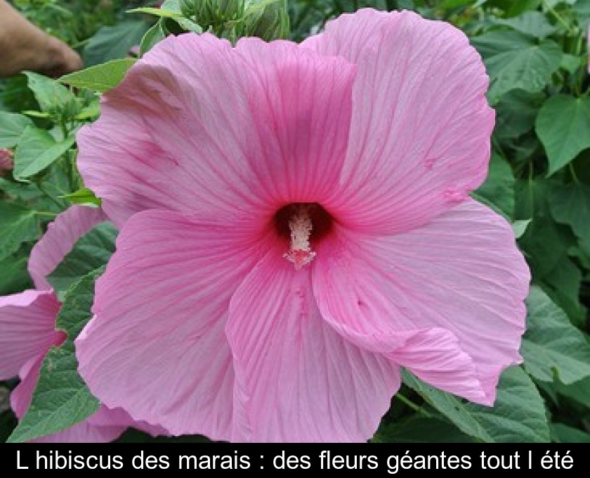 L'hibiscus des marais : des fleurs géantes tout l'été L'hibiscus des marais : des fleurs géantes tout l'été