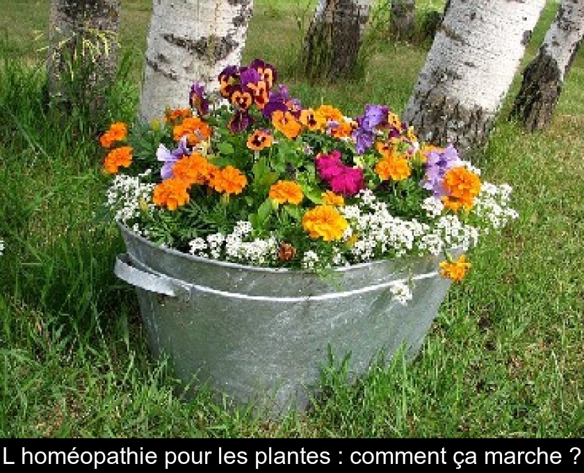L'homéopathie pour les plantes : comment ça marche ? L'homéopathie pour les plantes : comment ça marche ?