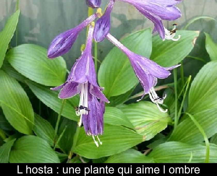 L'hosta : une plante qui aime l'ombre L'hosta : une plante qui aime l'ombre