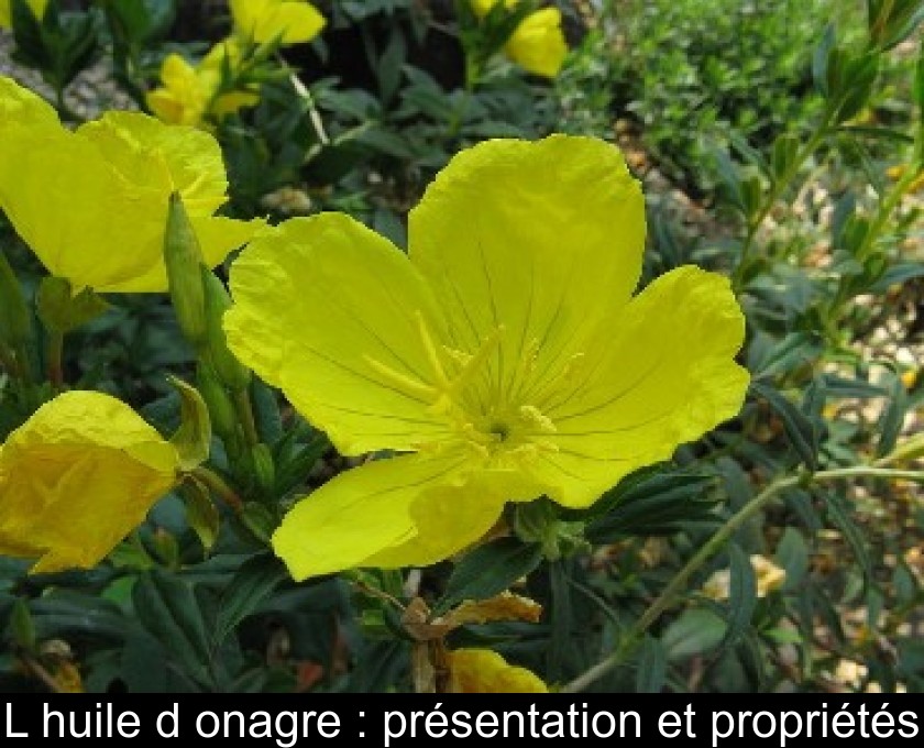 L'huile d'onagre : présentation et propriétés L'huile d'onagre : présentation et propriétés