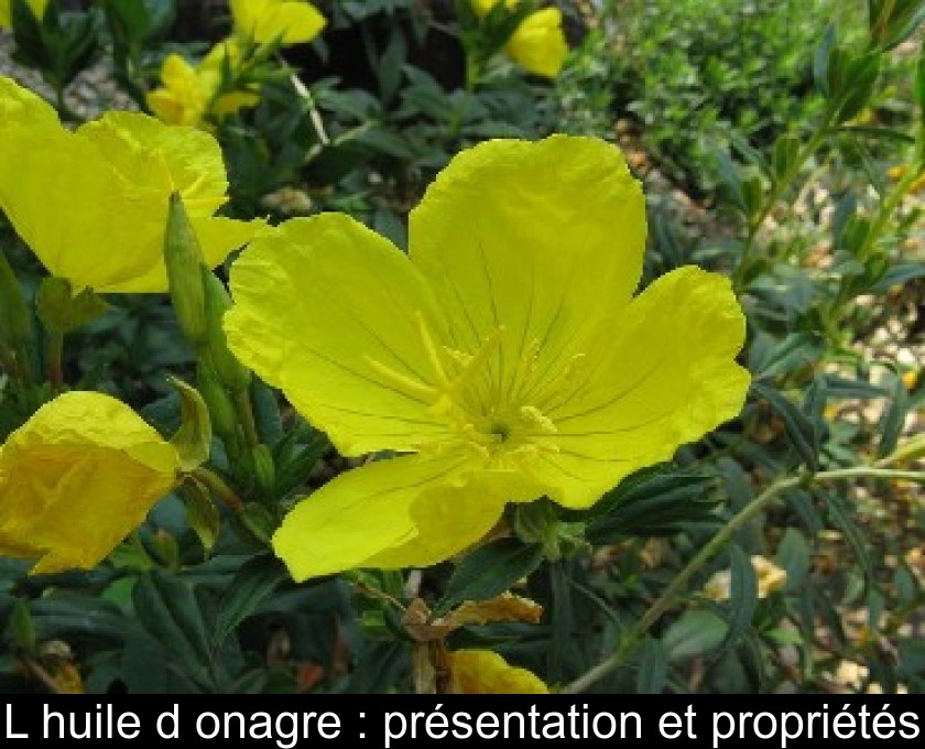 L'huile d'onagre : présentation et propriétés