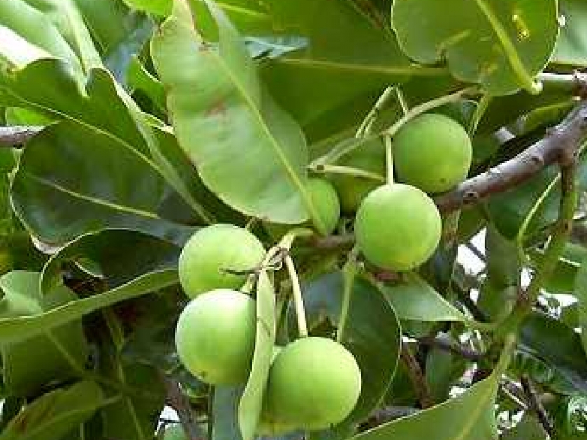 L'huile de calophylle : présentation et propriétés L'huile de calophylle : présentation et propriétés