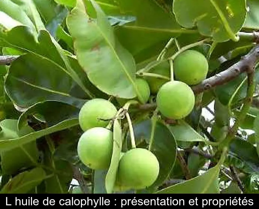 L'huile de calophylle : présentation et propriétés