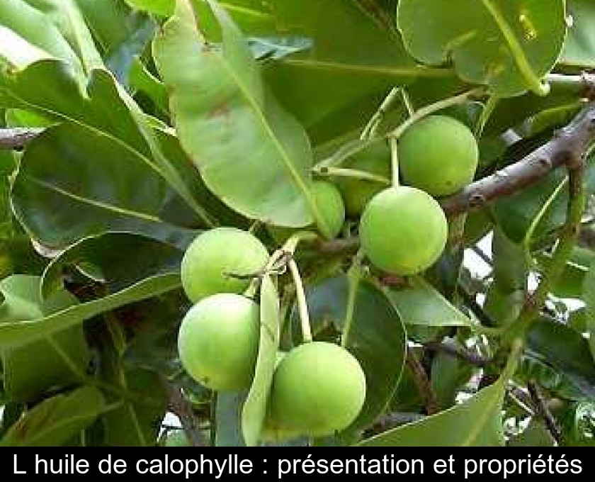 L'huile de calophylle : présentation et propriétés L'huile de calophylle : présentation et propriétés