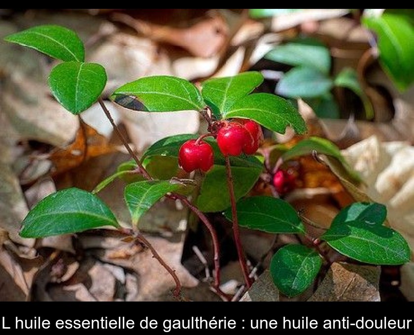 L'huile essentielle de gaulthérie : une huile anti-douleur