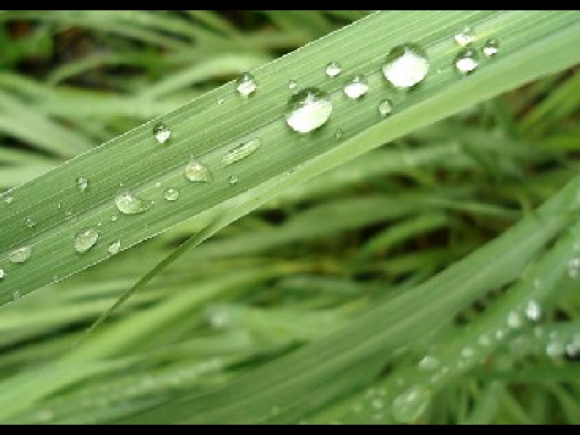 L'huile essentielle de lemongrass : quelles utilisations ? L'huile essentielle de lemongrass : quelles utilisations ?
