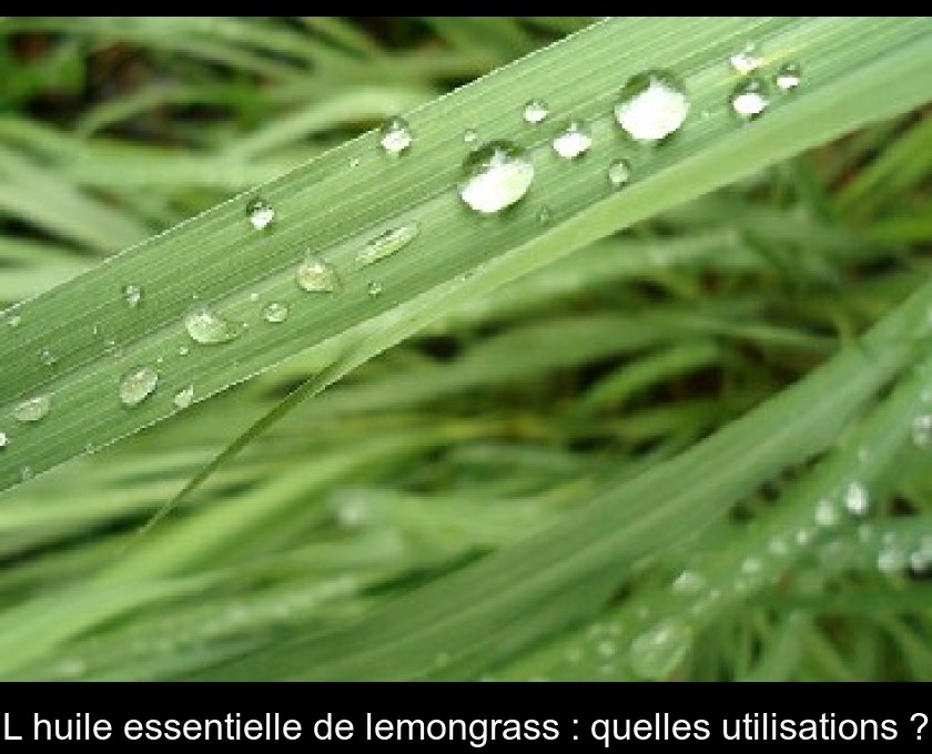 L'huile essentielle de lemongrass : quelles utilisations ?