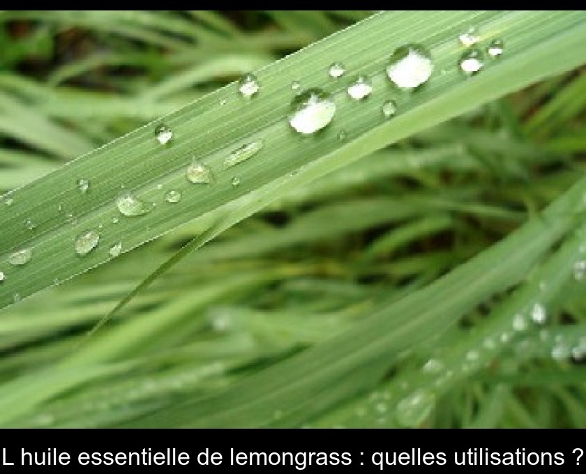 L'huile essentielle de lemongrass : quelles utilisations ? L'huile essentielle de lemongrass : quelles utilisations ?
