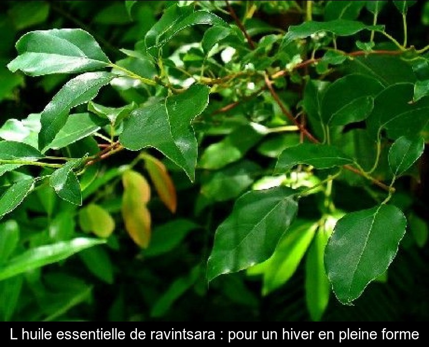 L'huile essentielle de ravintsara : pour un hiver en pleine forme L'huile essentielle de ravintsara : pour un hiver en pleine forme