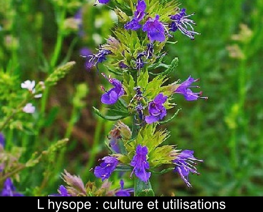 L'hysope : culture et utilisations