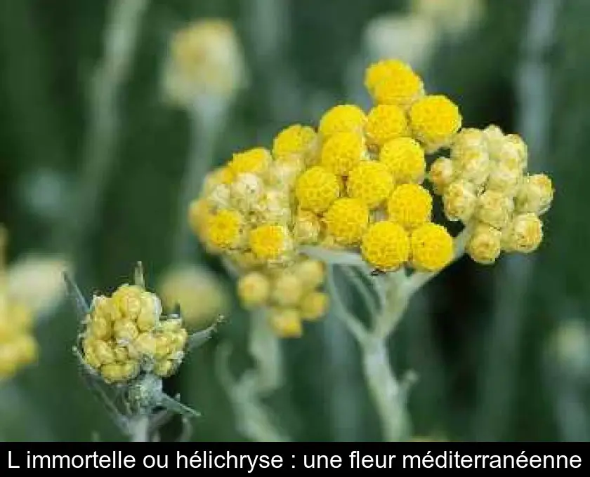 L'immortelle ou hélichryse : une fleur méditerranéenne