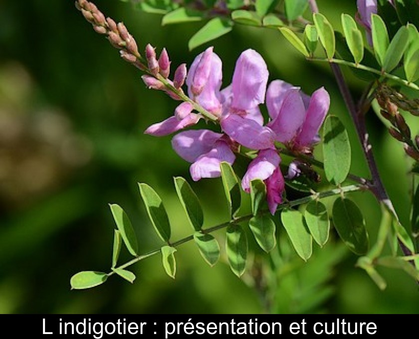 L'indigotier : présentation et culture L'indigotier : présentation et culture
