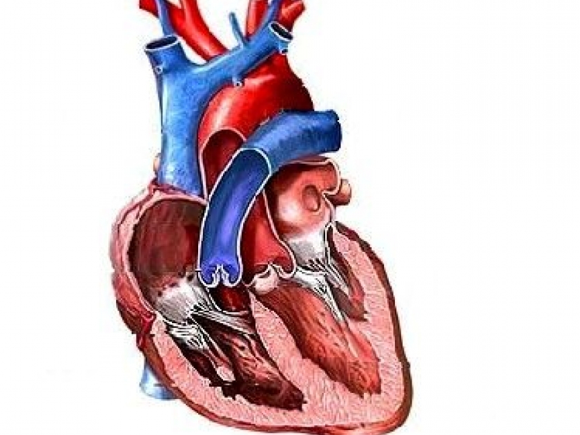 L'infarctus du myocarde : définition, symptômes et prévention L'infarctus du myocarde : définition, symptômes et prévention
