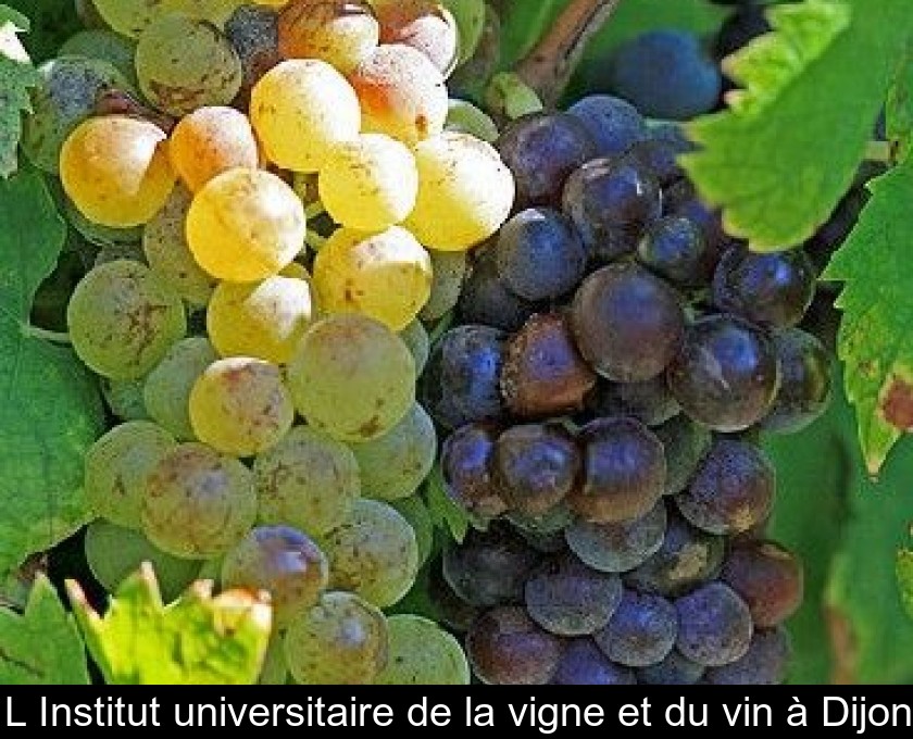 L'Institut universitaire de la vigne et du vin à Dijon L'Institut universitaire de la vigne et du vin à Dijon