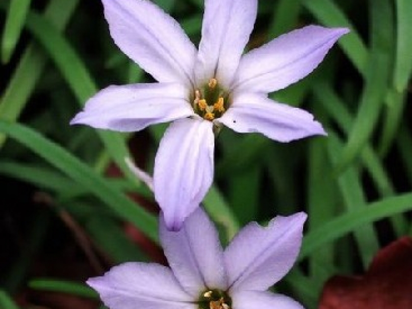 L'ipheion uniflorum : une jolie fleur en hiver L'ipheion uniflorum : une jolie fleur en hiver