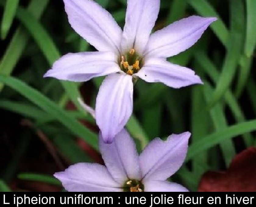 L'ipheion uniflorum : une jolie fleur en hiver L'ipheion uniflorum : une jolie fleur en hiver