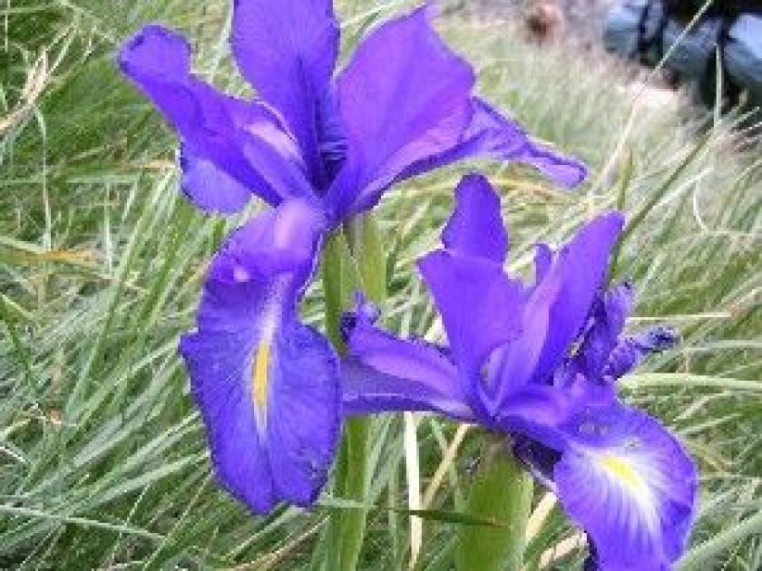 L'iris : une fleur facile à cultiver L'iris : une fleur facile à cultiver