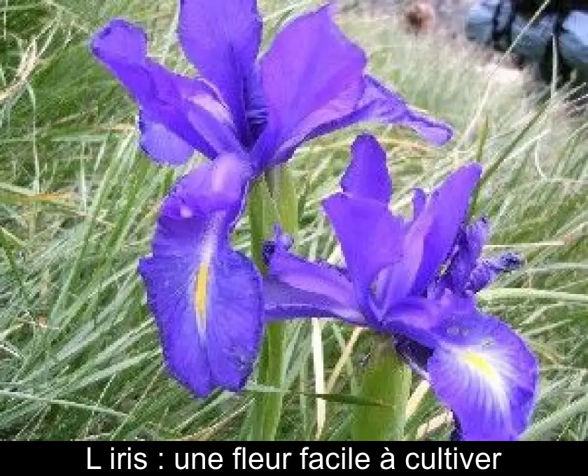 L'iris : une fleur facile à cultiver